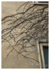 Vines